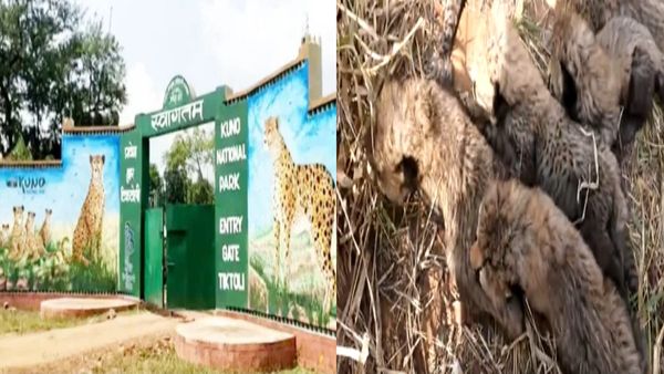 Kuno National park: चीता 'गामिनी' ने 5 नहीं 6 शावकों को दिया है जन्‍म, सीएम मोहन ने वीडियो शेयर कर दी सूचना