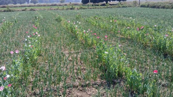 Maihar News: मैहर का ये किसान कर रहा था अफीम की खेती, प्याज की आड़ में लगाए थे 5 हजार 52 पौधे, ऐसे पकड़ा गया