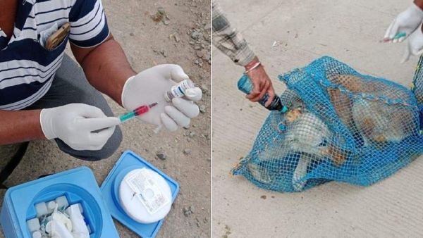 Indore को रेबीज फ्री सिटी बनाने का अभियान, आवारा श्वान को टीके लगना शुरू