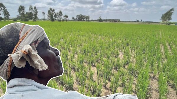 El Nino Effect: अल नीनो के कारण तहस-नहस हो गई दलहन - तिलहन की खेती