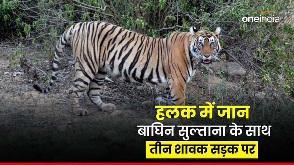 Rajasthan News: हलक में आ गई जान, जब बीच सड़क पहुंच गई बाघिन सुल्ताना शावकों के साथ