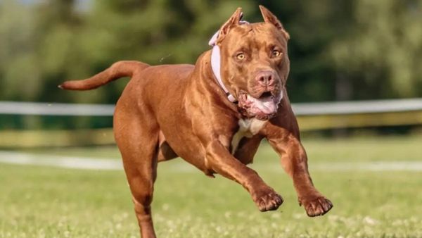 Pet Animals: भारत में किन-किन जानवरों के पालने पर है प्रतिबंध, क्या कहता है कानून?