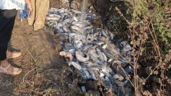 Indore News: इंदौर में पल रही थी खतरनाक मछली, देखते ही अधिकारियों ने लिया एक्शन