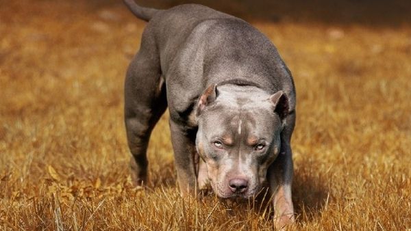 केंद्र ने खूंखार कुत्तों की 23 नस्लों की पर लगाई रोक, जानें लिस्ट में कौन-कौन से शामिल?