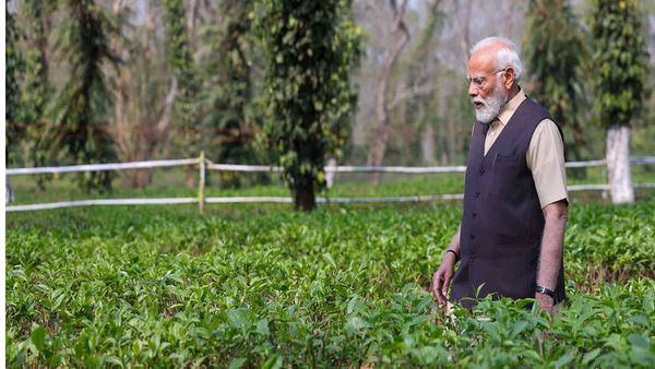 कैसे सुधरेगी असम के चाय बागानों की स्थिति? पाम ऑयल की खेती साबित होगी मील का पत्थर, जानिए कैसे