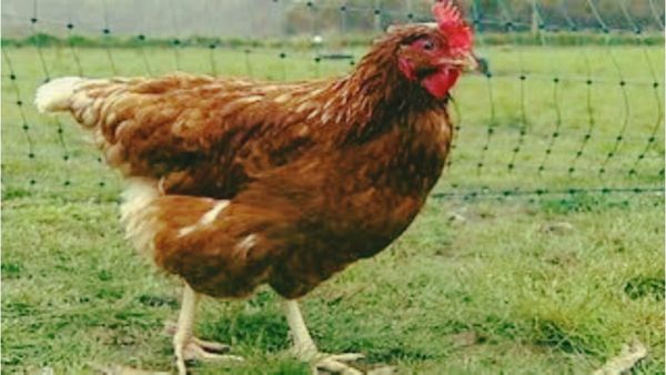 Rewa News: मुर्गा बेचने से मना करने पर छोटे भाई को आया गुस्सा, बड़े भाई की डंडे से मारकर हत्या