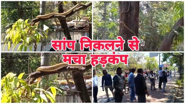 Bhopal News: महाशिवरात्रि से एक दिन पहले कांग्रेस दफ्तर के सामने पेड़ पर 6 फीट लंबा सांप दिखने से मचा हड़कंप