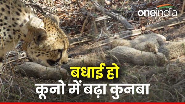 Kuno National Park से फिर खुशखबरी, मादा चीता गामिनी ने दिया 5 शावकों को जन्म, वीडियो में मां कर रही दुलार