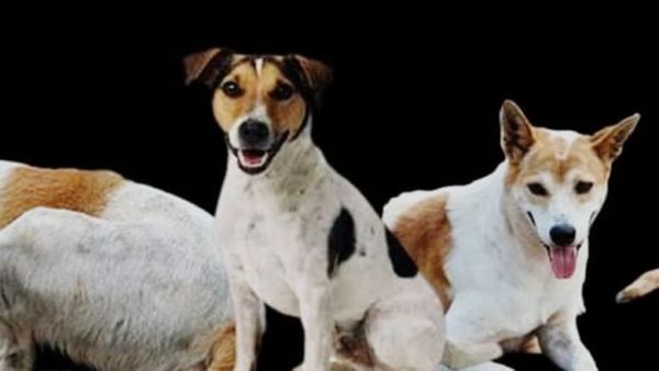 Bhopal News: भोपाल में स्ट्रीट डॉग्स का हमला जारी, 6 साल के मासूम बच्चे को किया घायल