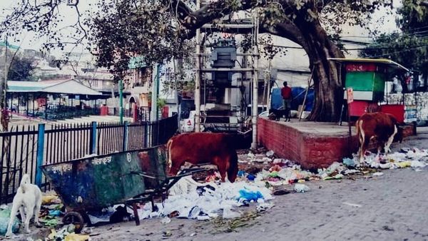 आवारा कुत्तों पर नियंत्रण के लिए कलेक्टर का अनोखा निर्णय, खुले में फेंका वेज-नॉनवेज तो जाना होगा हवालात