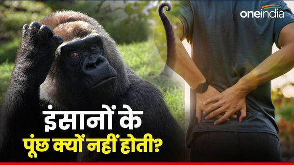 Explainer: जानवरों की तरह इंसानों के पूंछ क्यों नहीं होती हैं, जानिए कैसे हो गई गायब?