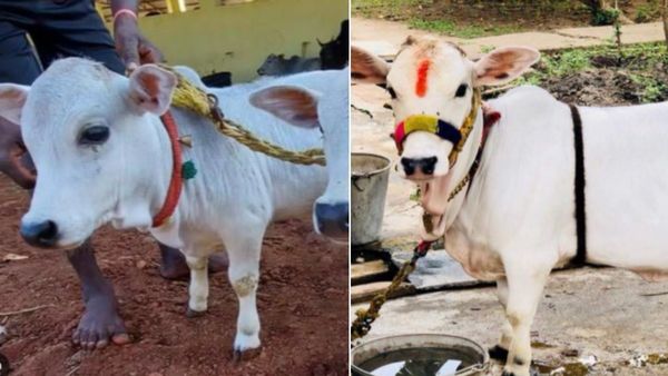 क्या आपने देखी ढाई फीट की गोल्डन मिल्क गाय? देखने के लिए किसान के घर जुट रही भीड़