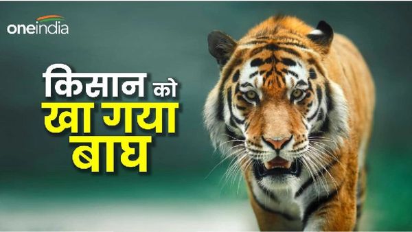 Umaria News: बांधवगढ़ में टाइगर अटैक, किसान को खेत से उठाकर ले गया बाघ, अधखाया शव बरामद