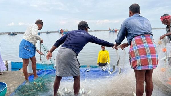मत्स्य पालन सेक्टर होगा आधुनिक, मछुआरों के कौशल विकास पर जोर, मोदी सरकार ने घोषणा पत्र में किए वादे