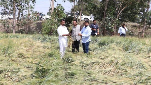 MP News: किसानों के लिए राहत, मौसम के कारण कम हुई गेहूं की चमक का मिलेगा पूरा दाम