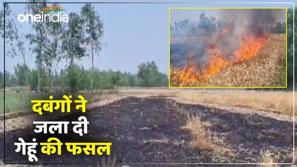 Pilibhit News: दबंगों ने गेहूं की फसल फूंकी, हवाई फायरिंग कर फैलाई दहशत, 12 घंटे बाद भी दर्ज नहीं हुआ मुकदमा