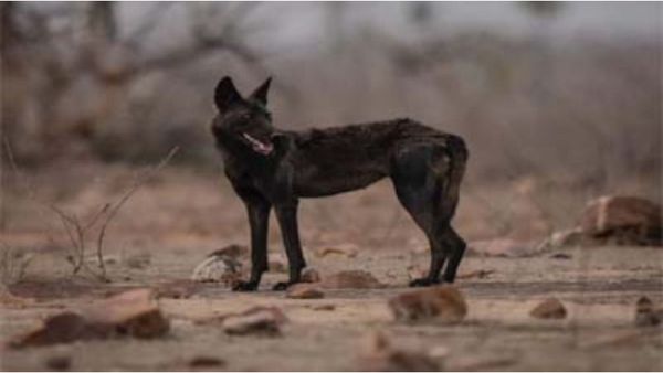 Panna News: पन्ना टाइगर रिजर्व में दिखे दुर्लभ जानवर, काले भेड़िये का कुनबा देख हैरान हुए लोग