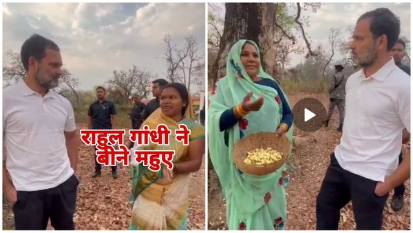 Shahdol News: लोकसभा चुनाव प्रचार के दौरान आखिर क्यों राहुल गांधी ने बीनें महुआ फूल, जानिए पूरी खबर