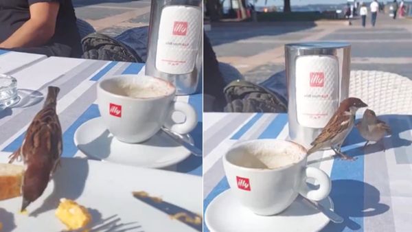 Video: मेल स्पैरो ने पेश की मोहब्बत की अनोखी मिसाल! ब्रेकफास्ट टेबल पर कुछ इस तरह किया 'बीवी' को इंप्रेस