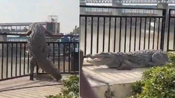 'मगरमच्छ भैया! नौतपा चल रहा है, पानी में ही रहिए...' नहर से निकल आया खूंखार शिकारी, सामने आया Video