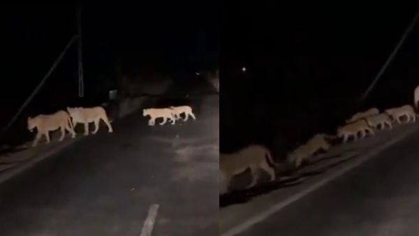 गुजरात की सड़कों पर गूंजी शेर की दहाड़, गिर नेशनल पार्क से सामने आया शानदार Video