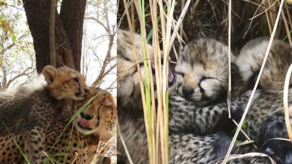 कूनो नेशनल पार्क में ऐसे मना Mother's Day, शावकों पर जमकर चीता मां ने लुटाया प्यार