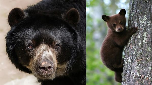 ये क्या! पेड़ पर बड़े आराम से बच्चे संग चढ़ता दिखा भालू, Video ने ऐसे तोड़ा लोगों का भ्रम