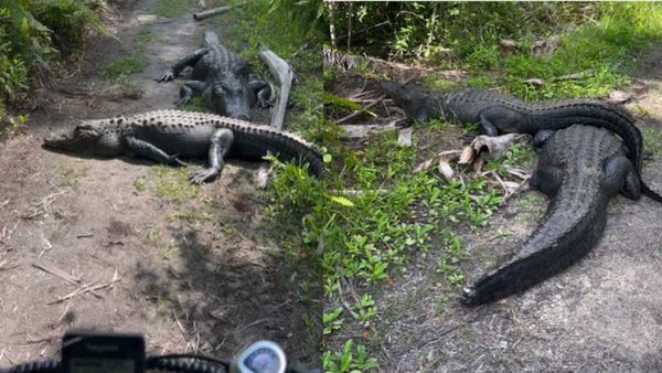 दुनिया की सबसे महंगी तस्वीर! जिंदगी और मौत के बीच फंसे शख्स ने चलाया कैमरा, ये Pics देख खड़े हो जाएंगे रोंगटे