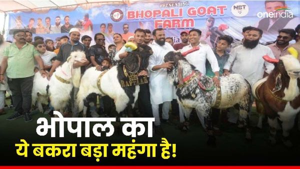 वजन 161 किलो, कीमत 7.5 लाख, भोपाल में सबसे महंगा बिका टोरंटो नाम का यह बकरा