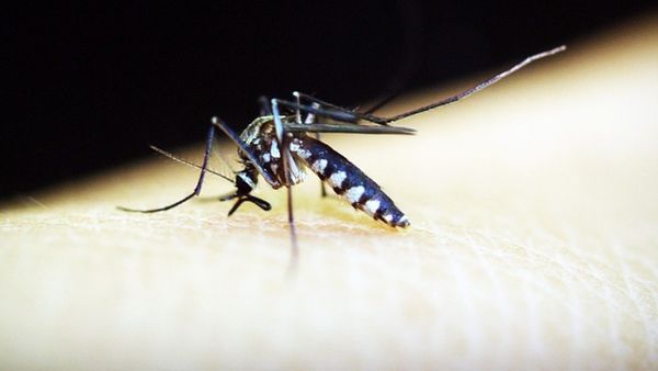 Dengue in Rajasthan: राजस्‍थान के 46 जिलों में फैला डेंगू, देश में टॉप पर, मेडिकल स्‍टाफ की छुट्टियां रद्द