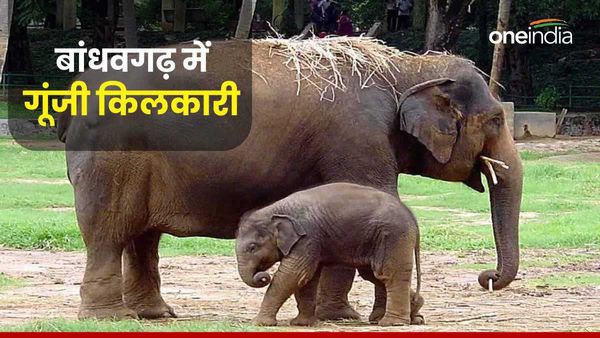 60 साल की हथिनी अनारकली ने दिया पांचवें बच्चे को जन्म, पिता उसकी सुरक्षा के लिए 24 घंटे रखवाली कर रहा