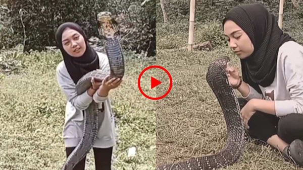 King Cobra को हाथ से पकड़ा, माथे पर Kiss, युवती की Wild Life की गजब की दीवानगी! देखें Video