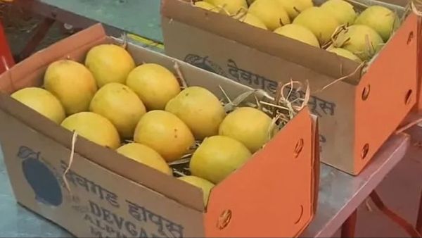 Indore news: इंदौर में लगी 'मैंगो जत्रा', आम की खास वैरायटी चखकर चौंके ग्राहक