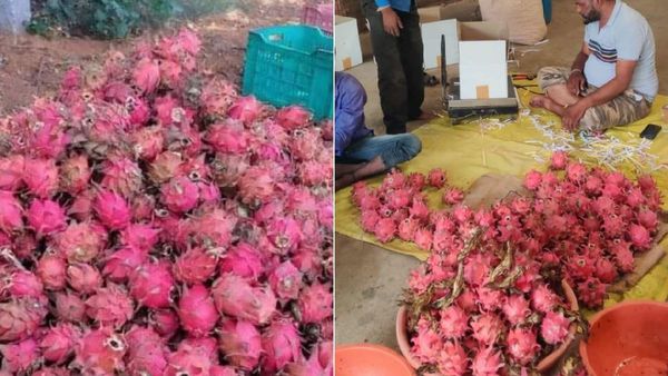 Indore News: इंदौर में होगी ड्रैगन फ्रूट की खेती, स्ट्रॉबेरी और थाई अमरूद की फसल लहराएगी