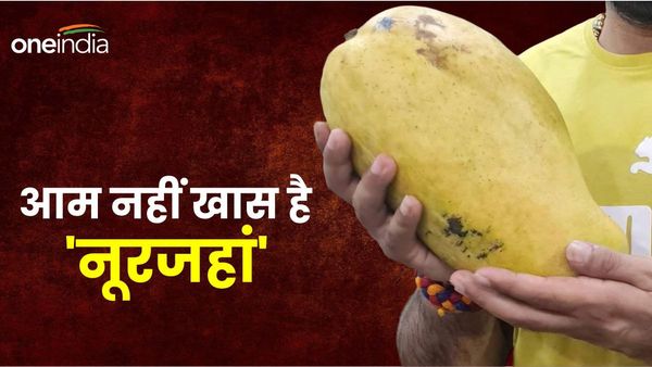 Noorjahan Mango: दुनियाभर में खास पहचान रखता है 5 किलो का नूरजहां आम, ये है खासियत