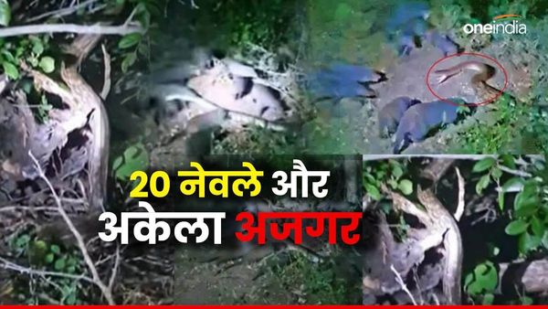 Video: 20 नेवलों की झुंड में घिरा अकेला अजगर, जंगल में भयानक युद्ध का डरावना मंजर; फिर अचानक पलटी बाजी