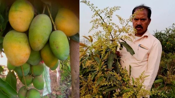 Sadabahar Mango: राजस्‍थान के किसान ने 'सदाबहार आमों' से कमाए 5 करोड़ रुपए, पाक से भी आई डिमांड