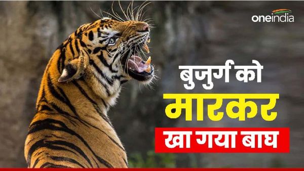 tiger attack: बुजुर्ग को मारकर खा गया बाघ, जंगल में क्षत-विक्षत लाश देख दहल उठे परिजन