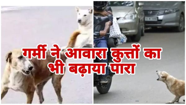 Bhoapl News: ज्यादा गर्मी से खूंखार कुत्तों का बढ़ा आतंक, हर दिन हॉस्पिटल पहुंच रहे 100 बाइट केस