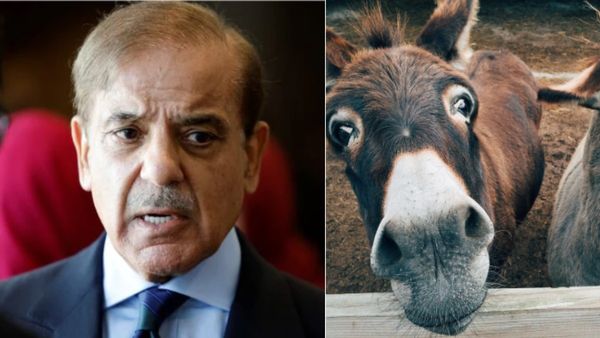 'अब गधे भरोसे पाकिस्तान...' जिसकी कोई इज्जत नहीं, उससे कमाई कैसे करते हैं लोग? जानकर उड़ जाएंगे आपके होश