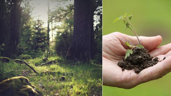 World Environment Day: शख्स ने 1 दिन में 100 पौधे लगाने का रखा लक्ष्य, जानें पर्यावरण के महत्व के बारे में...