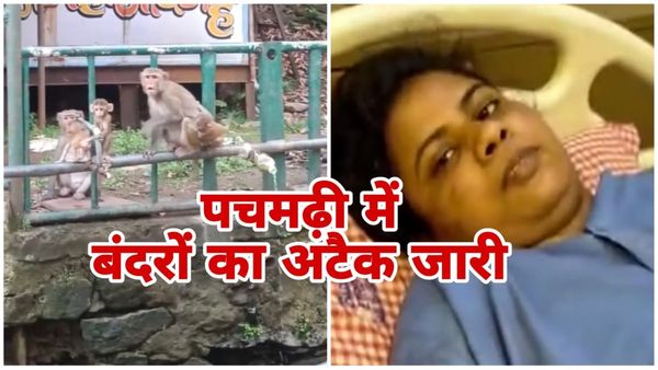 Pachmarhi News: पचमढ़ी में जबलपुर की टूरिस्ट महिला को बंदर ने काटा, इलाज में खर्च हुए 1 लाख 25 हजार रुपए