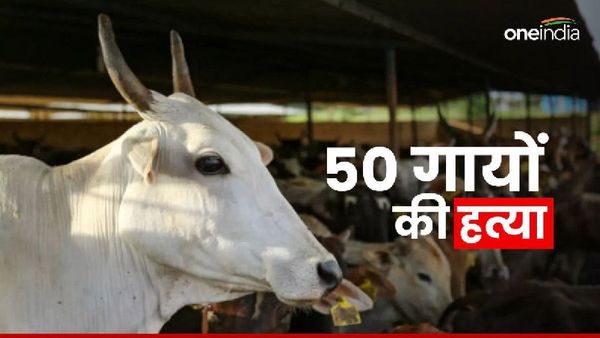किसी का गला काटा, किसी के पैर काटे, 50 से ज्यादा गोवंशों की हत्या कर नदी में डुबोने का मामला पहुंचा सीएम हाउस