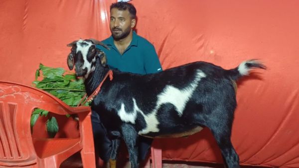 खाने में ड्राई फ्रूट्स, बैठने के लिए सोफा... बकरीद पर लखनऊ में बिकने पहुंचा लाखों का बकरा, इसके हैं खास अंदाज