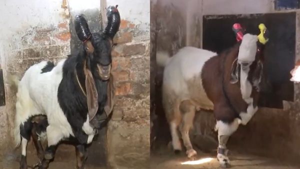 Eid-ul-Adha 2024: बकरीद से पहले बकरों की बिक्री में आई तेजी, भोपाल में 50 हजार से 7.5 तक है कीमत