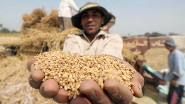 सरकार मुफ्त में दे रही है अनाज! सुविधा का लाभ उठाने के लिए जल्द से जल्द पूरा करें राशन कार्ड से जुड़ा ये काम