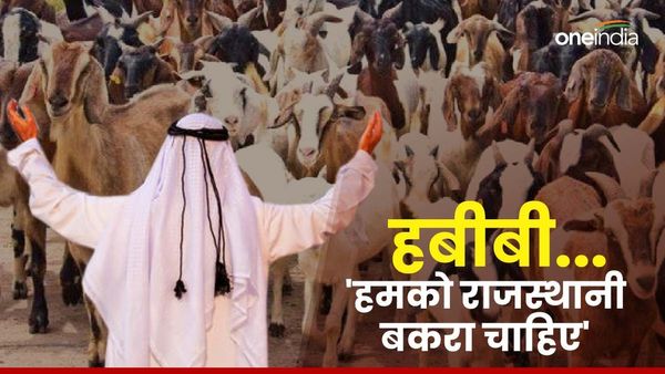 Eid Ul Adha 2024: ईद पर राजस्‍थानी बकरों के दीवाने हुए दुबई के शेख, फ्लाइट से जाएंगे 700 बकरे