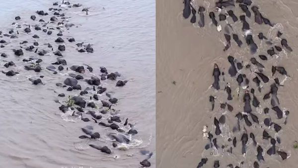 कौन कहता हैं हाथी तैर नहीं सकते? ब्रह्मपुत्र नदी के गहरे पानी में दिखा हाथियों का झुंड,देखें दुर्लभ नजारा