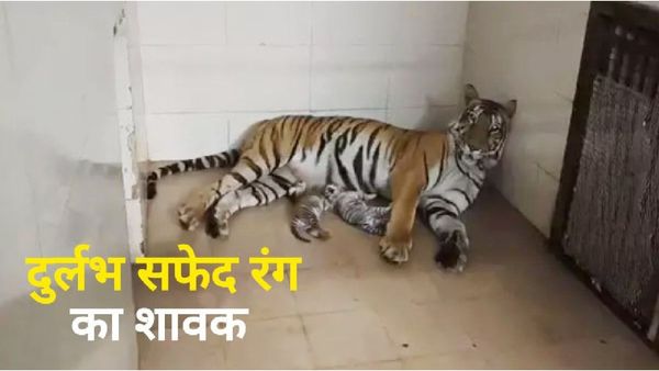 Wildlife Good News: ग्वालियर चिड़ियाघर से खुशखबरी, बाघिन दुर्गा के हुए तीन शावक, दो पीले-एक सफेद