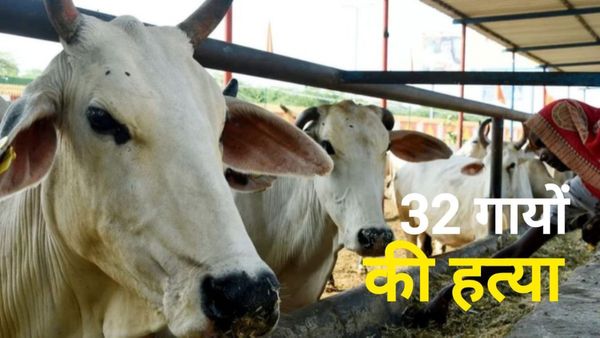 Guna News: सिवनी के बाद गुना में सिर काटकर गायों की हत्या, 32 से ज्यादा शव मिलने से सनसनी